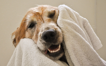 Drying Dog with Towel